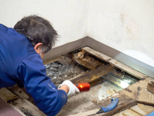 Best Residential Mold Removal  in East Foothills, CA