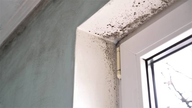 Best Mold Damage Repair  in East Foothills, CA