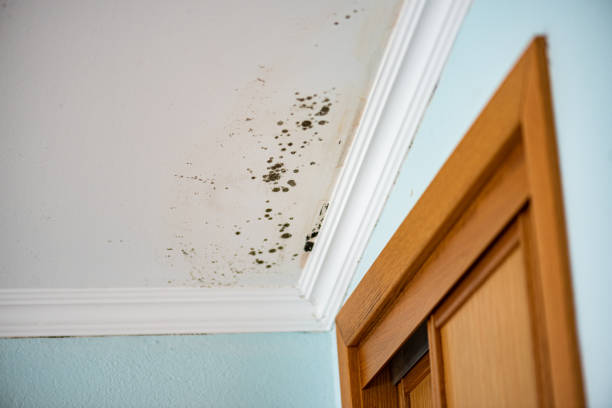 Best Affordable Mold Removal  in East Foothills, CA