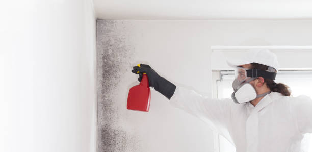 Best Commercial Mold Removal  in East Foothills, CA