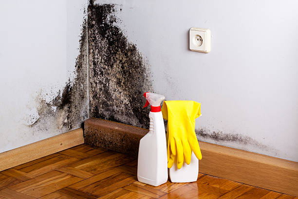 Best Professional Mold Removal  in East Foothills, CA