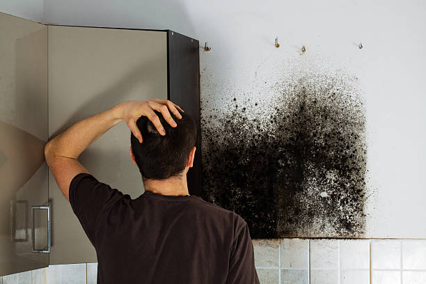 Best Mold Damage Repair  in East Foothills, CA