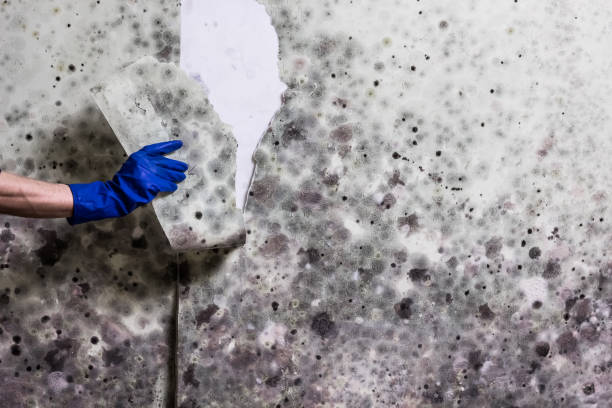 Reliable East Foothills, CA Mold Removal Solutions