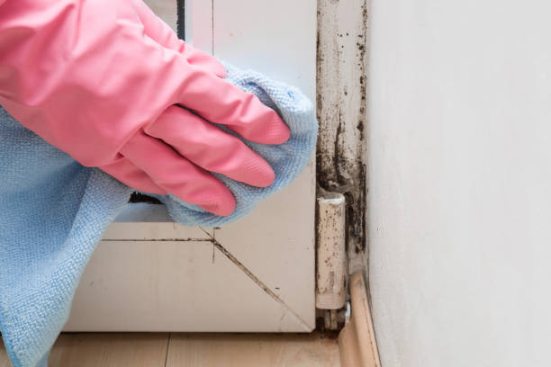Best Certified Mold Removal  in East Foothills, CA