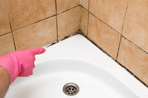 Crawl Space Mold Removal in East Foothills, CA